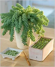 Sedum (Sedum)