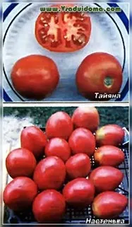 Преглед на най-добрите сортове домати - професионални мнения, на мястото на градина, вила и стайни растения
