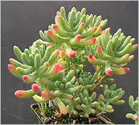 Sedum (тлъстига)