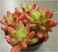 Sedum (тлъстига)