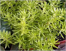 Sedum (Sedum)