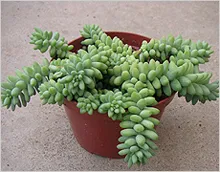 Sedum (тлъстига)