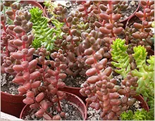 Sedum (Sedum)