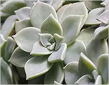 Sedum (Sedum)