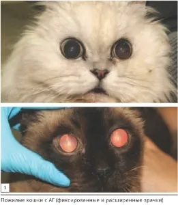 Szemészeti megnyilvánulásai szisztémás hypertonia macskák