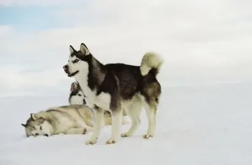 Áttekintés Szahalin Husky kutyafajták különösen értékelik a fajta, fotók