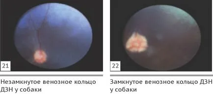 Szemészeti megnyilvánulásai szisztémás hypertonia macskák