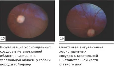 Szemészeti megnyilvánulásai szisztémás hypertonia macskák