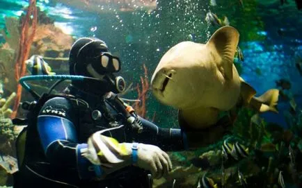 Oceanarium din București