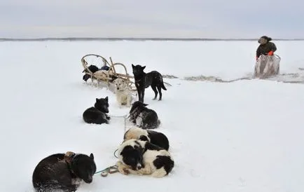 Áttekintés Szahalin Husky kutyafajták különösen értékelik a fajta, fotók