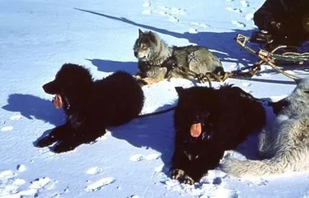 Áttekintés Szahalin Husky kutyafajták különösen értékelik a fajta, fotók