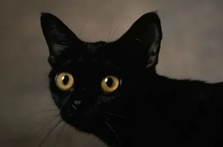 Nagyon érdekes történet egy macska az első, aki - lányszövetség online „Marmeladka”