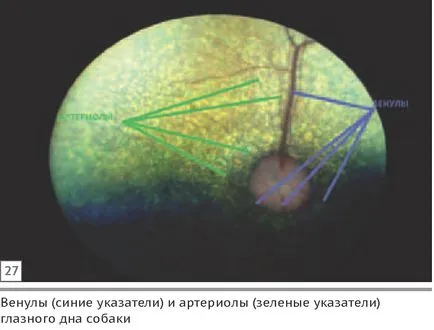 Szemészeti megnyilvánulásai szisztémás hypertonia macskák