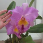 Cattleya orhidee de îngrijire la domiciliu, plante de resuscitare fără rădăcini, boli, cultivare, fotografie