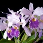 Cattleya orchidea otthoni gondozást, újraélesztés növények gyökér nélkül, betegségek, termesztés, fotó