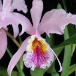 Cattleya orchidea otthoni gondozást, újraélesztés növények gyökér nélkül, betegségek, termesztés, fotó