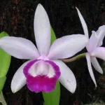 Cattleya orhidee de îngrijire la domiciliu, plante de resuscitare fără rădăcini, boli, cultivare, fotografie