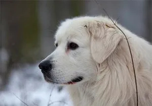 Descriere rasa ciobanesc câini slovacă, cu recenzii și fotografii