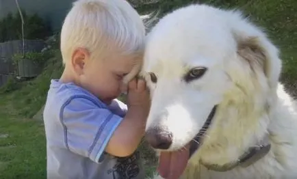 Descriere rasa ciobanesc câini slovacă, cu recenzii și fotografii