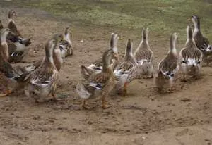 Jellemzők a termesztés és feltételek a baskír kacsák, azok lehetséges betegségek