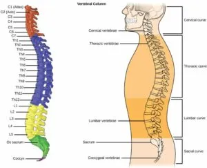 Osteoporoza în raze X cum să identifice semnele radiologice