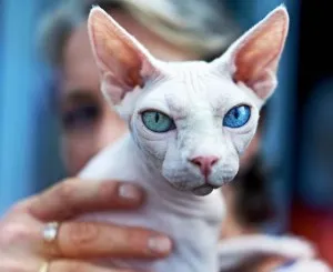 Caracteristici vygulivaniya Don Sphynx - Sphynx krysik