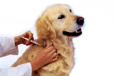 instrucțiuni câine Otodektin privind utilizarea și caracteristicile