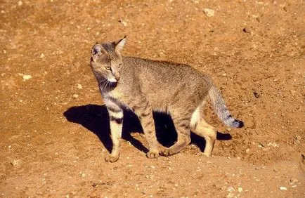 pisici sălbatice pisica junglă (felis chaus) - o sursă de bună dispoziție