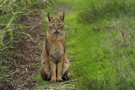 pisici sălbatice pisica junglă (felis chaus) - o sursă de bună dispoziție