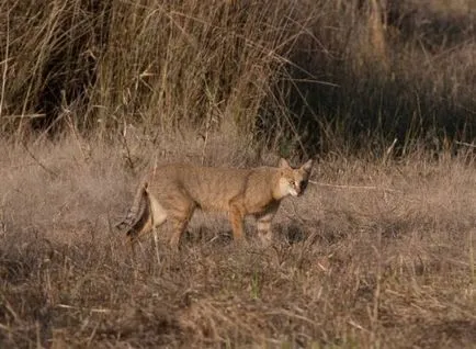 pisici sălbatice pisica junglă (felis chaus) - o sursă de bună dispoziție