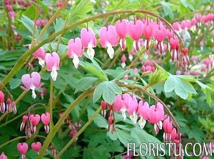 Dicentra засаждане и грижи, торове, възпроизвеждане