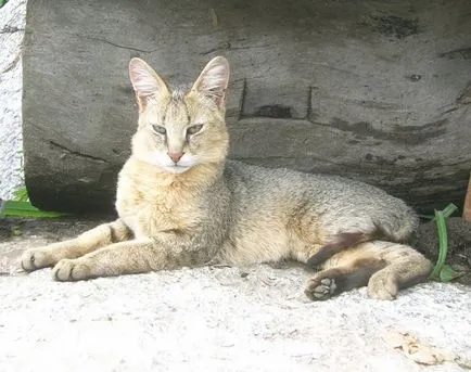 pisici sălbatice pisica junglă (felis chaus) - o sursă de bună dispoziție