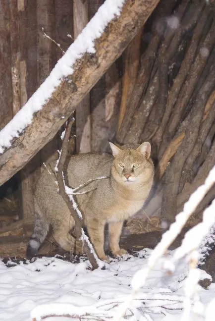 Дивите котки джунгла котка (Felis chaus) - източник на добро настроение