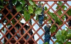 Pergola за грозде с ръцете си (50 снимки) на беседка, описание, видео