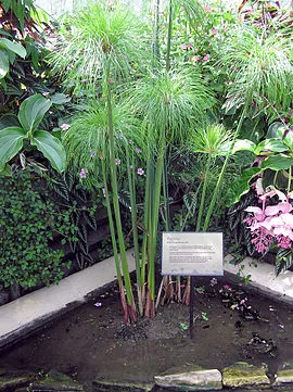 Papyrus (plantă)