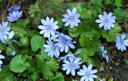 Hepatica plantare nobil și de îngrijire, fotografii și video de flori