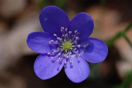 Hepatica plantare nobil și de îngrijire, fotografii și video de flori