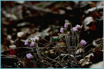 Hepatica ültetés és gondozás Photo