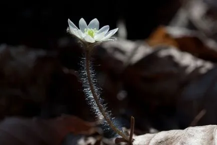 Hepatica засаждане и грижи Фото