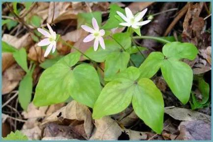 plantare și îngrijire Hepatica foto