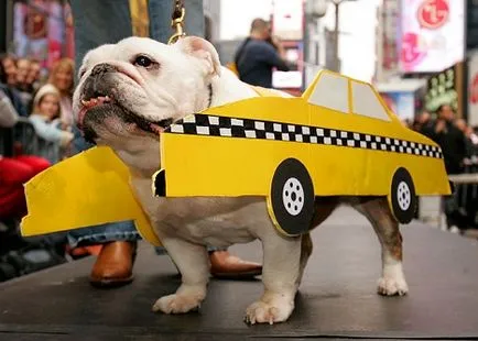 Szállítás a kutyák taxik, a szállítási előírások, hogy egy taxi egy kutya, egy taxi kutyák Moszkvában