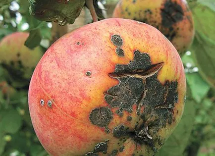 Varasodás - Hogyan kell kezelni a betegség alma, körte, burgonya, bokor egres és ribizli