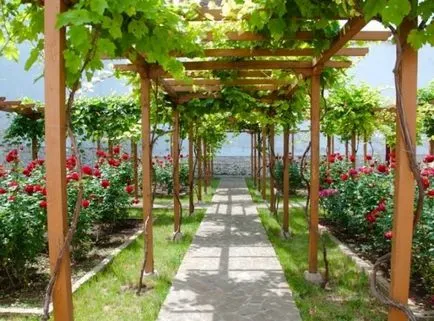 Pergola за грозде с ръцете си (50 снимки) на беседка, описание, видео