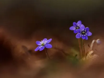 Hepatica засаждане и грижи Фото