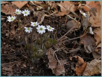 plantare și îngrijire Hepatica foto