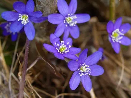 Hepatica plantare nobil și de îngrijire, fotografii și video de flori