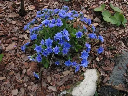 Hepatica plantare nobil și de îngrijire, fotografii și video de flori