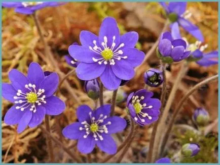 Hepatica засаждане и грижи Фото