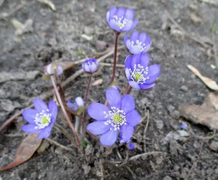 Hepatica nemes ültetés és gondozás, fotók és videók a virág