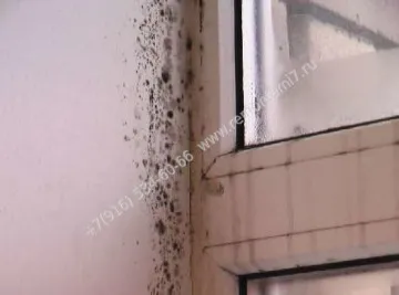 Mucegai pe pereți într-un apartament - cum să scap de ea